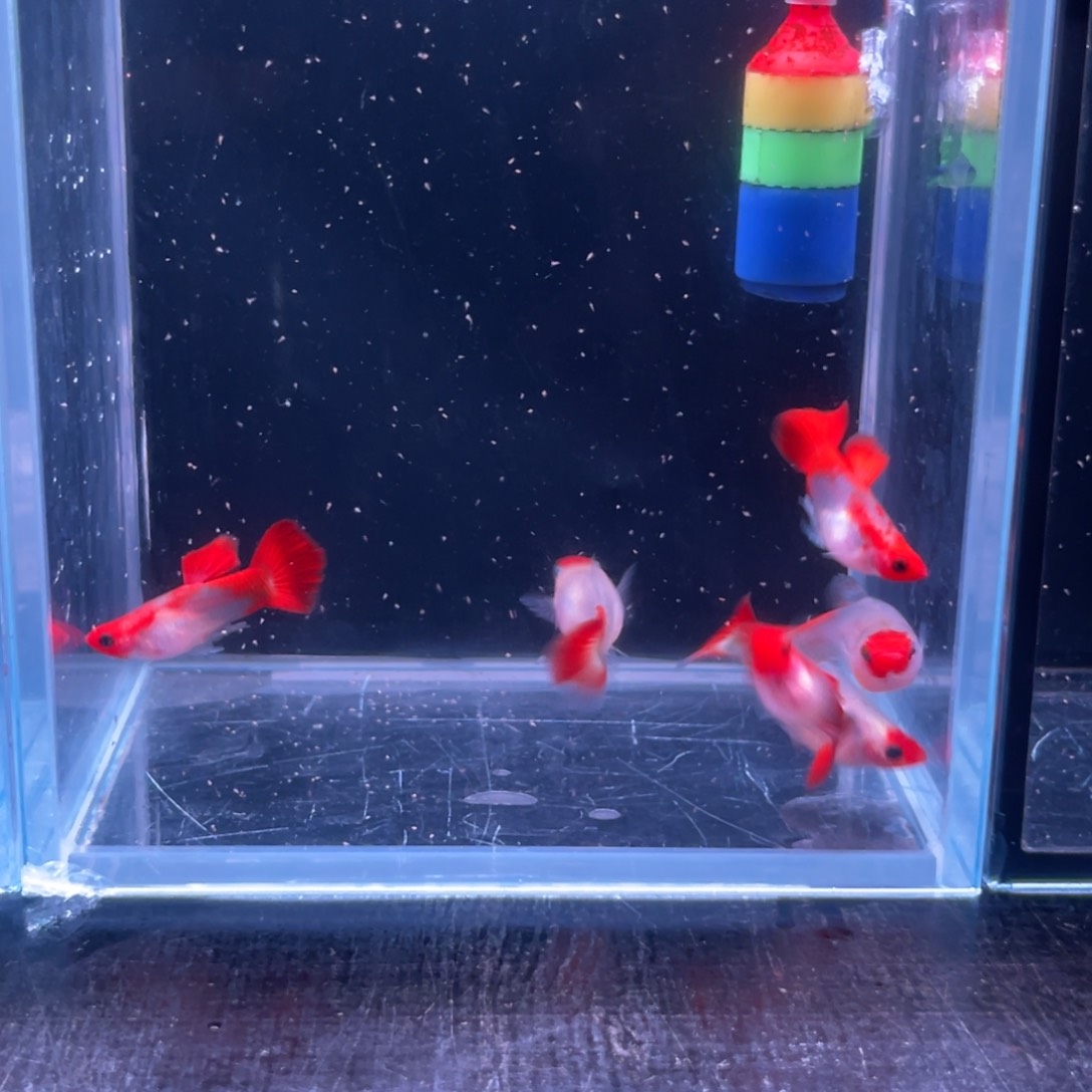 孔雀鱼深海蓝玻璃猫3对