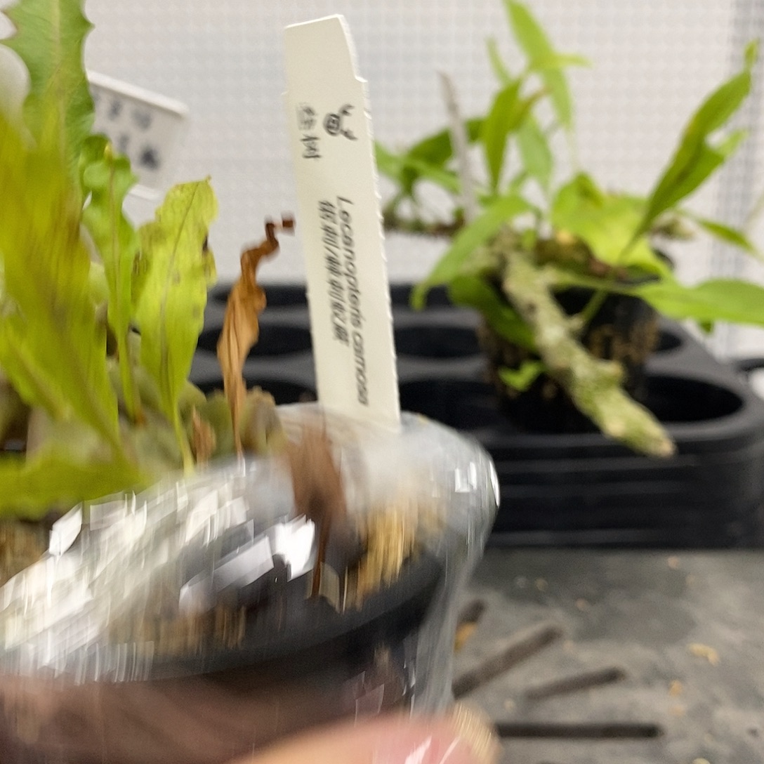 无花朵锯刺蚁蕨666