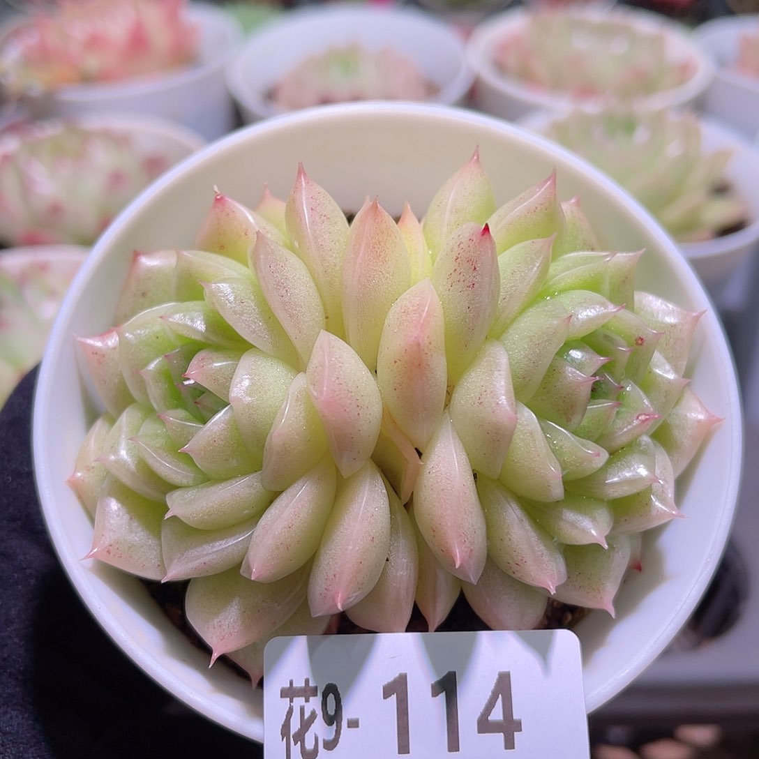 花利美9-114麦秆双头