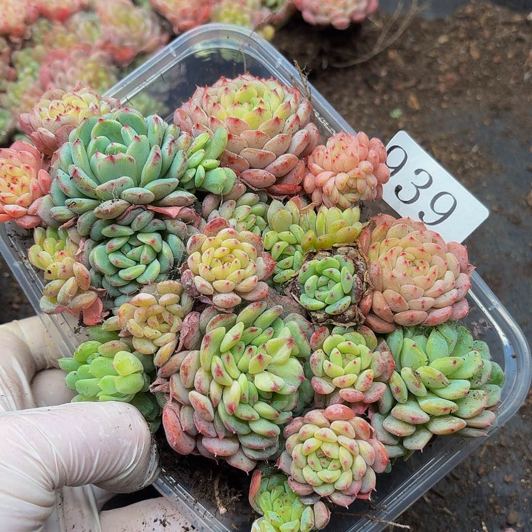 多肉植物多肉植物939 