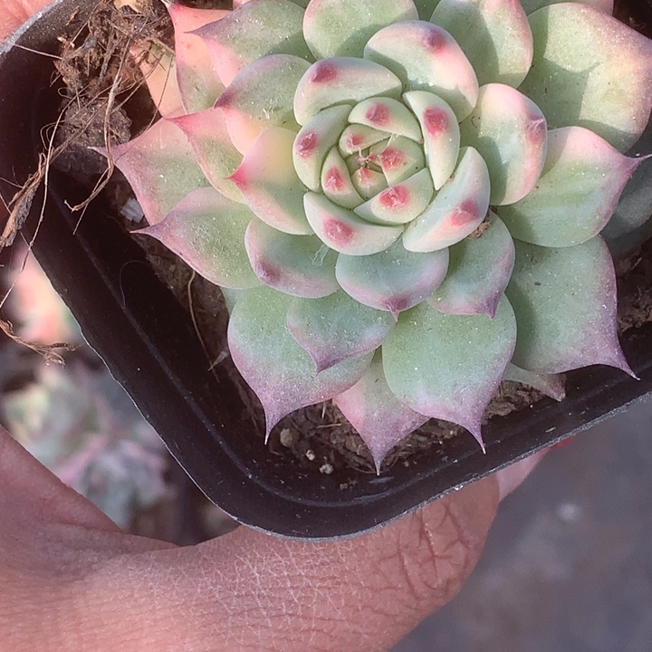吉娃娃锦。一物一拍。