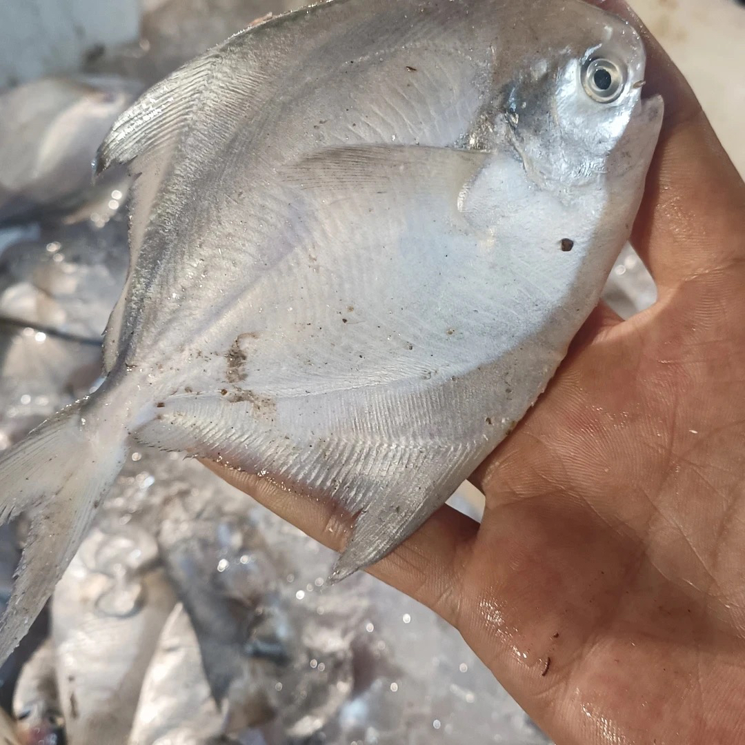 广东湛江本港野生银鲳鱼白鲳鱼顺丰包邮