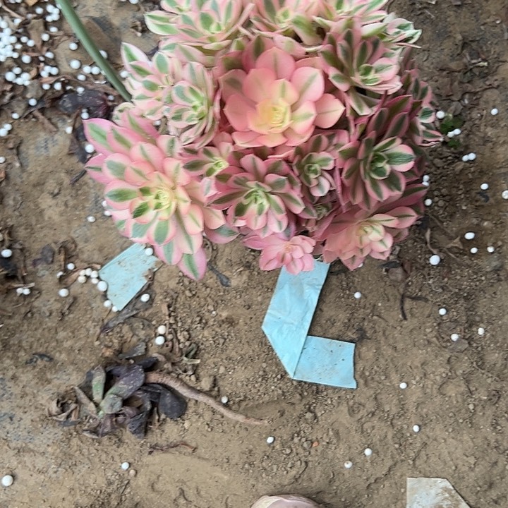 多肉法师植物链接19