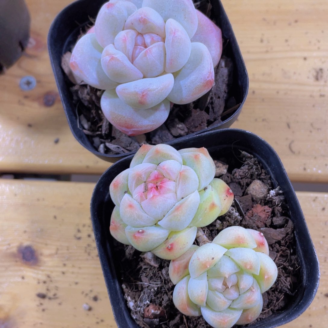 230号 糖心大白兔加白桃汽水