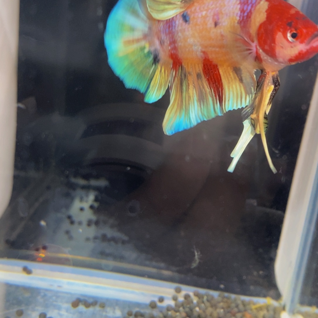 斗鱼300彩金漫画巨斗