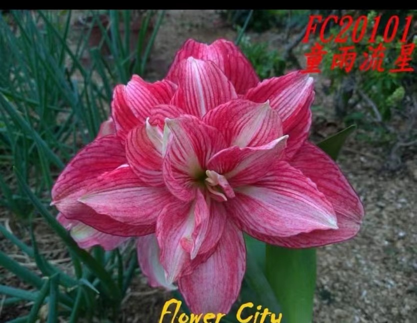 【童雨流星】包邮 朱顶红种球 自然球