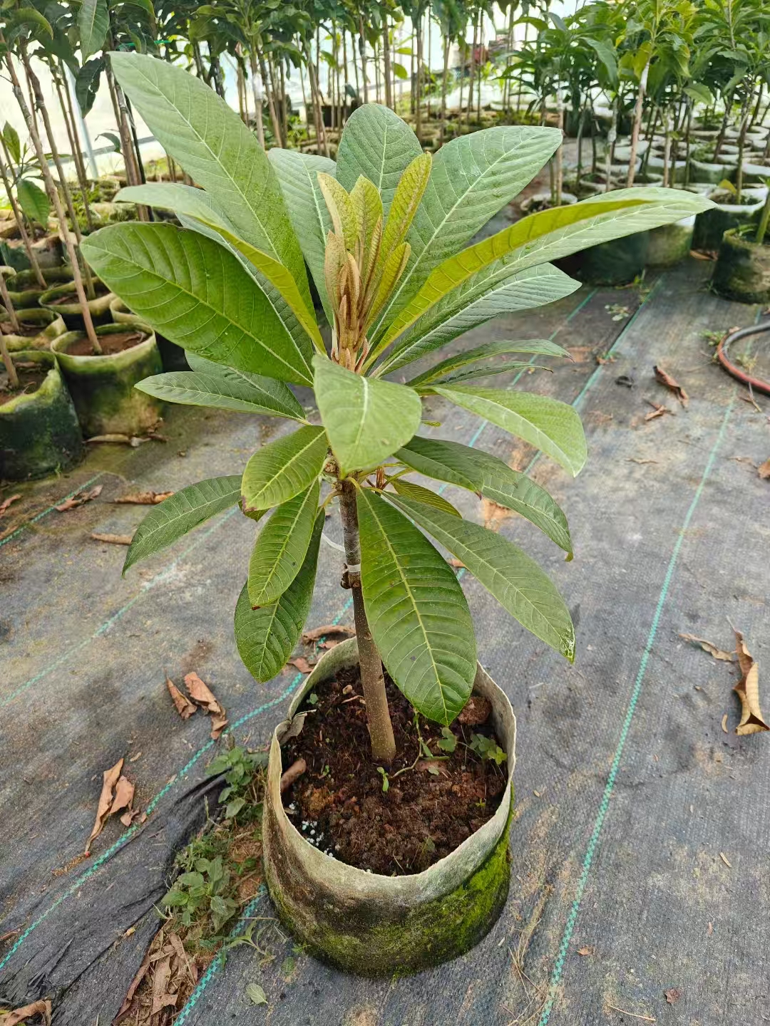 山水园艺马嘉纳、洛里托马咪果绿植果树果苗发货一物一拍