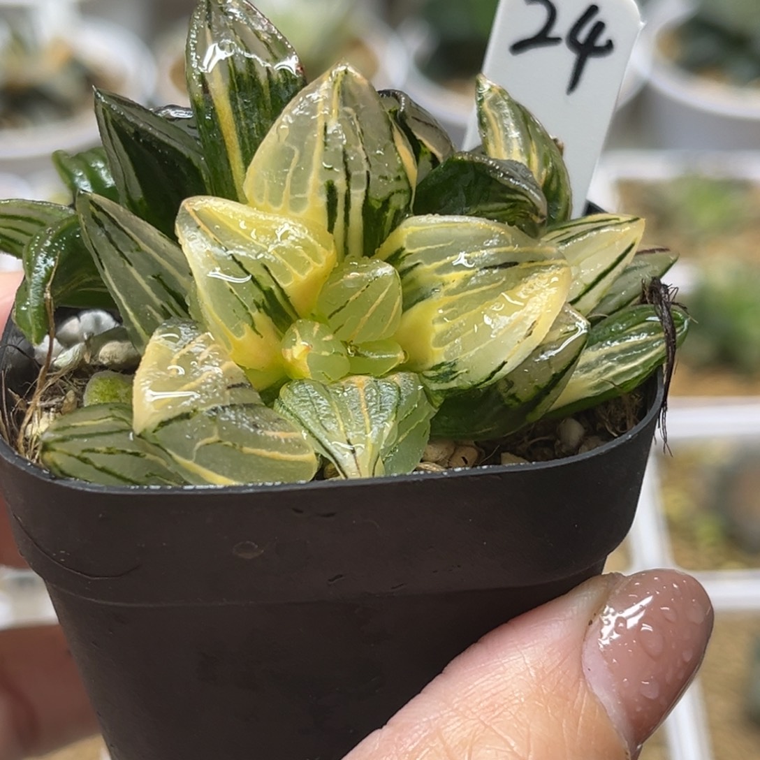 24西瓜寿锦双头福利专场