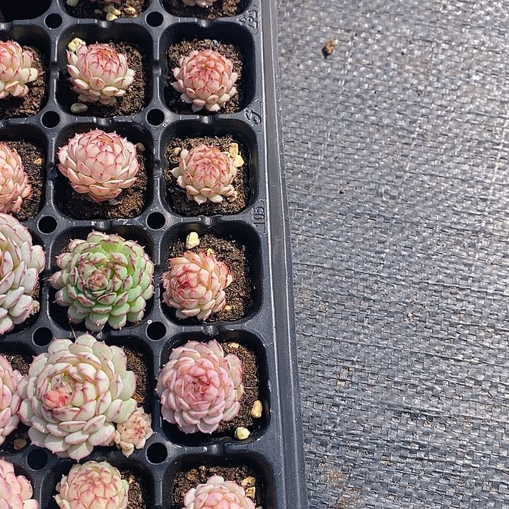 106-107 多肉植物盆栽花卉植物