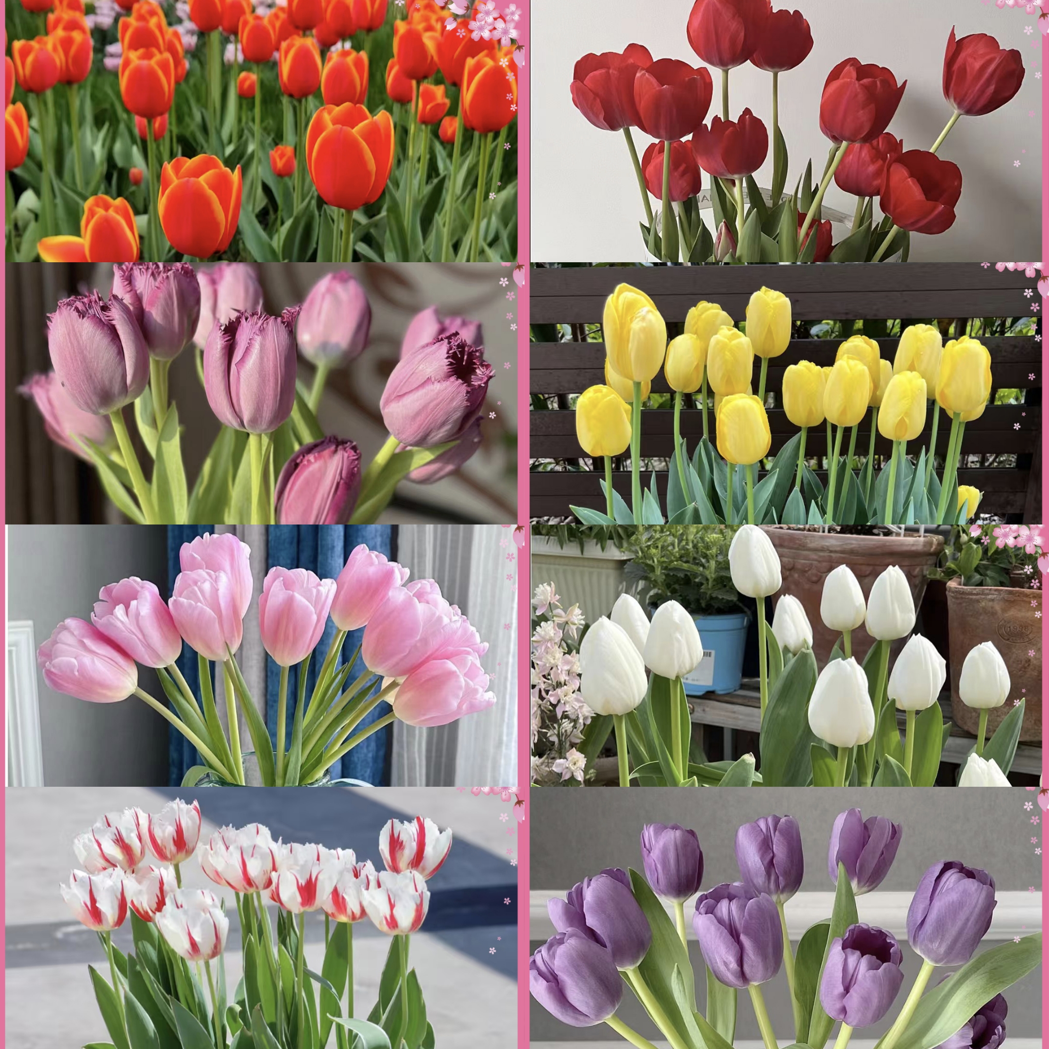 郁金香花疙瘩【荷兰进口包对版】《居家办公优选》