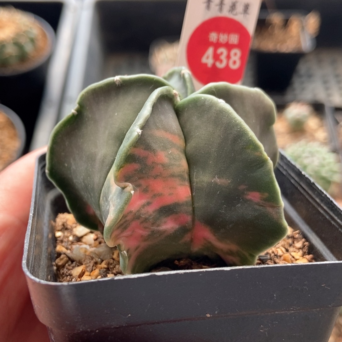 鸾凤玉锦一颗仙人球