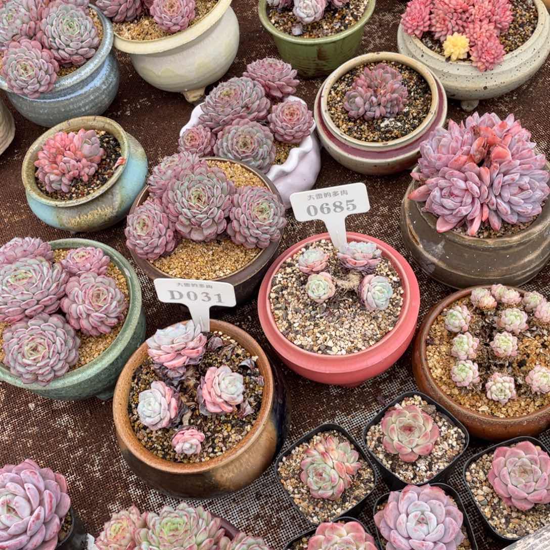 l**a0318685勃朗峰两颗