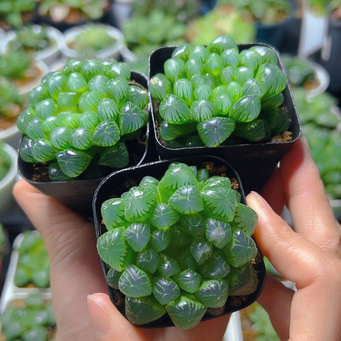 三盆糯肌玉露多肉多肉多肉