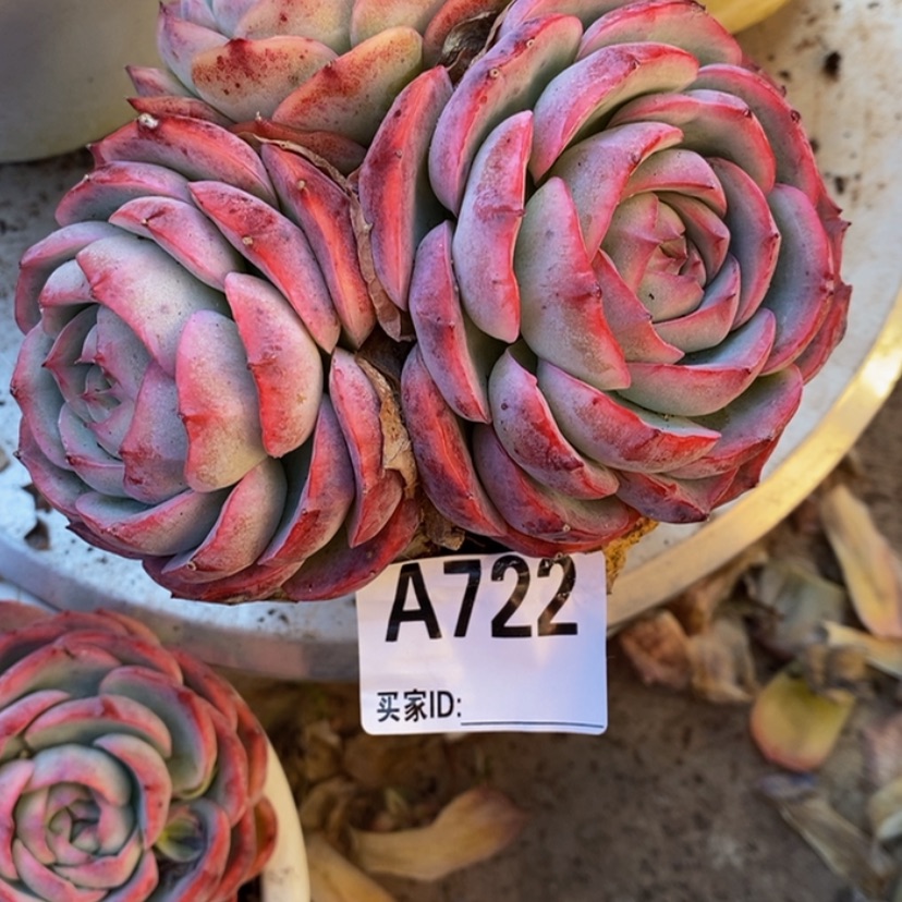 【闪购商品】云***、多肉植物的