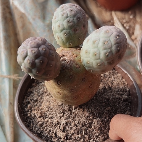 3104无刺习志野花鸟虫