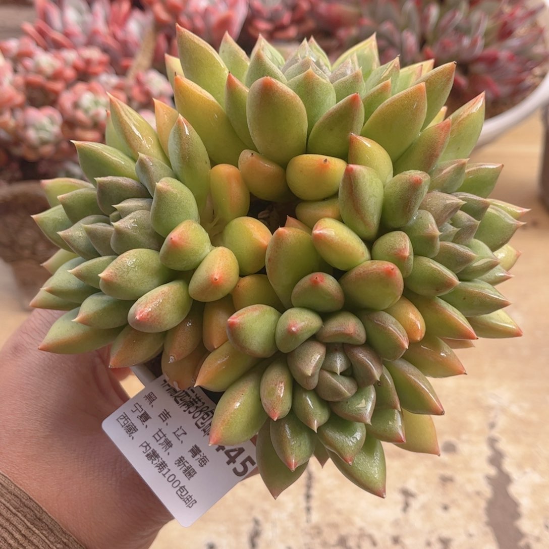 445红象牙德华多肉