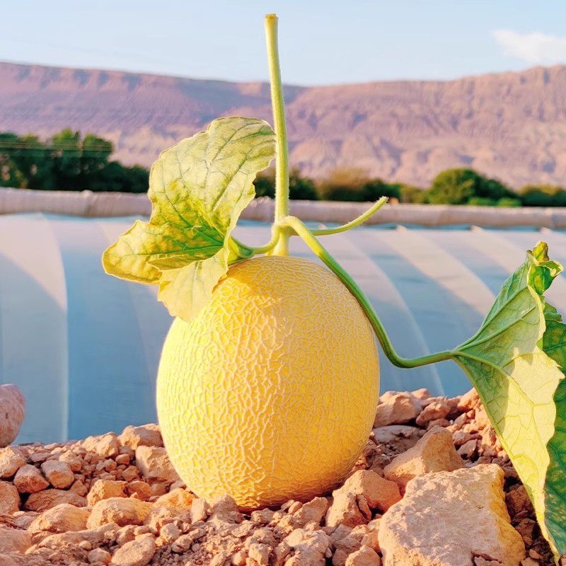 新疆直发金色年华哈密瓜脆甜多汁直发包邮当季水果