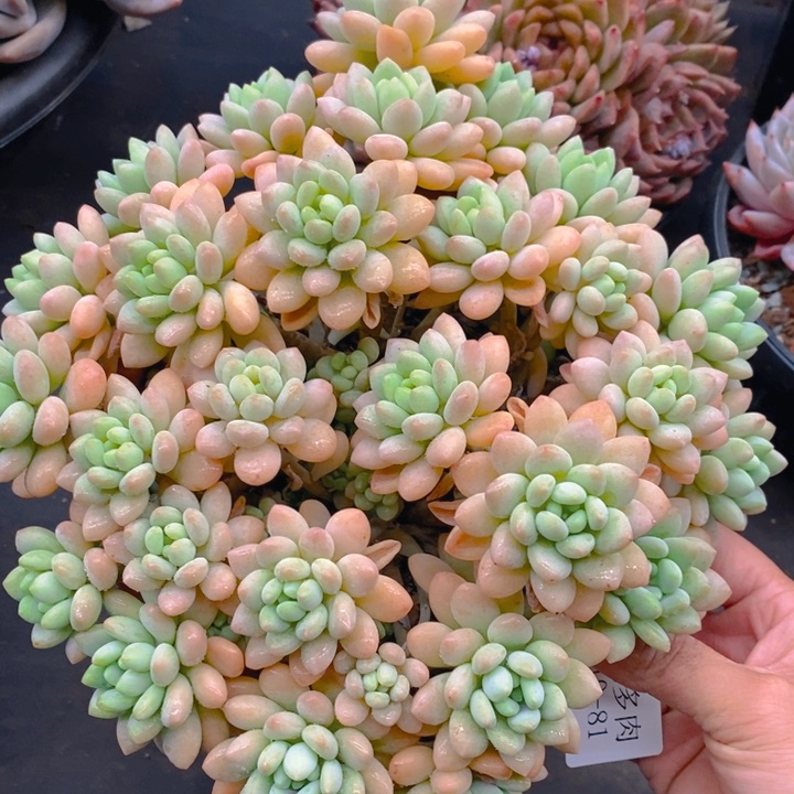 夏悦多肉0210-81洛可可