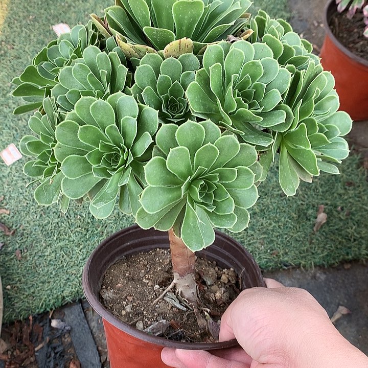 366翡翠玫瑰多肉植物