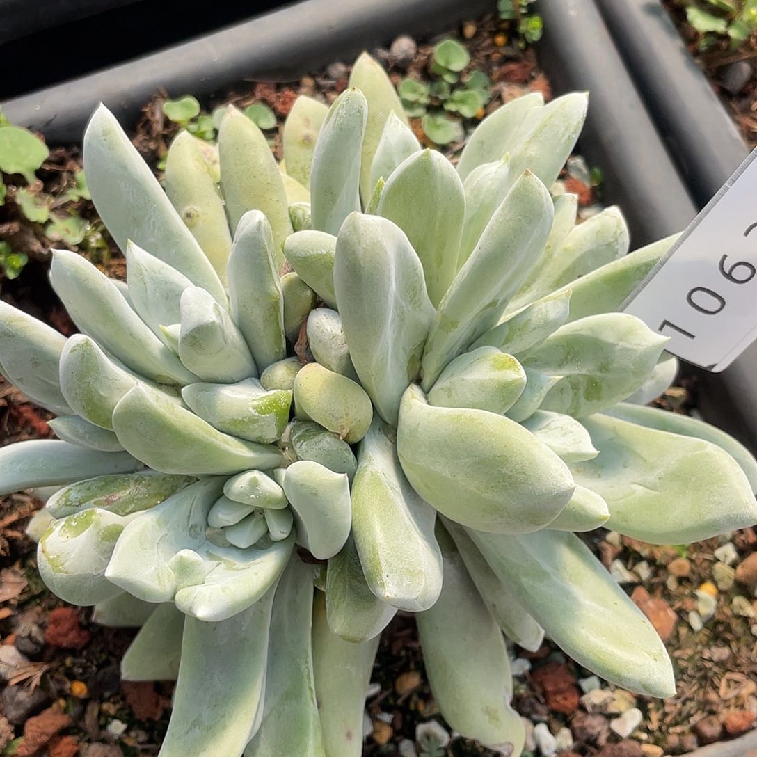 拇指多头老桩10632