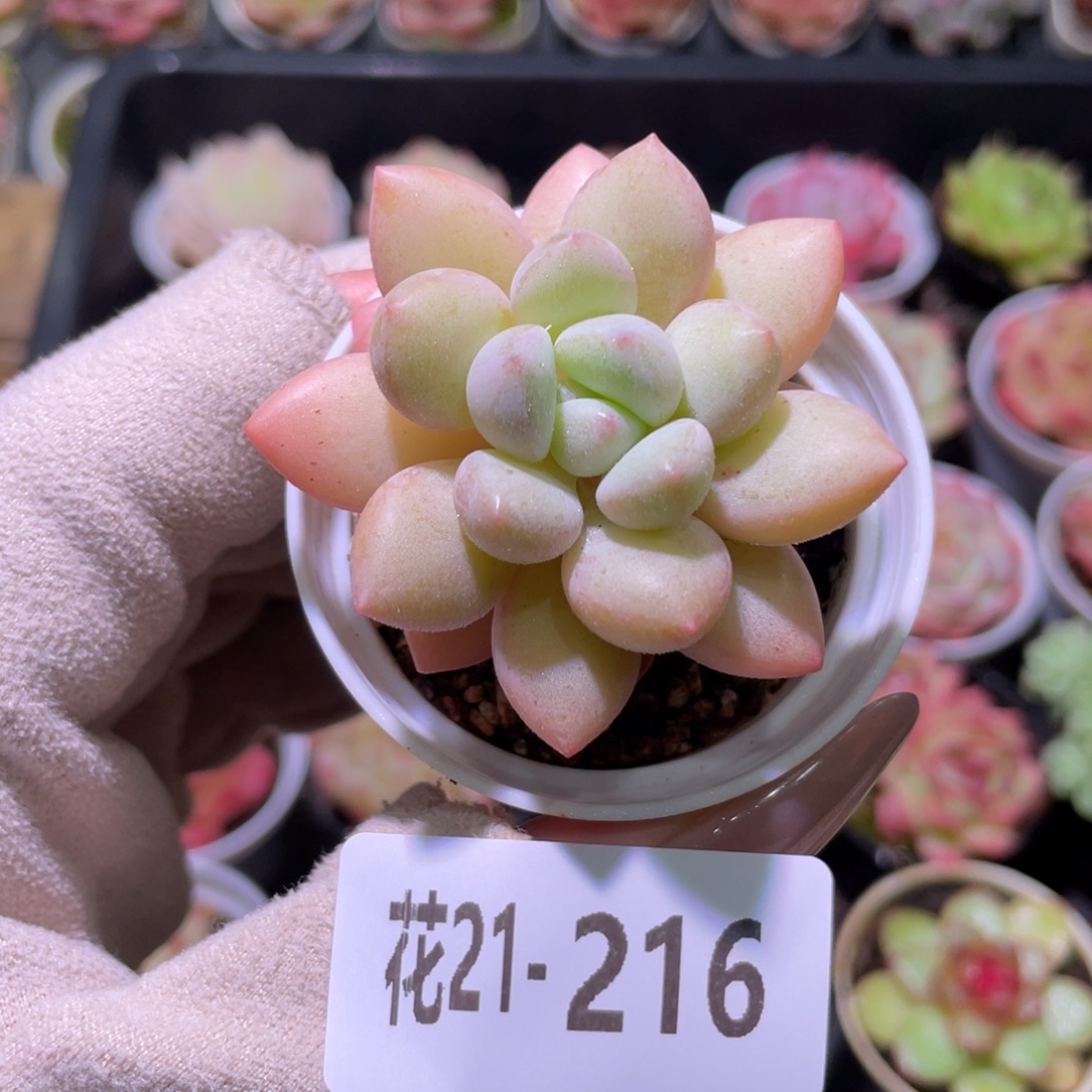 花利美21-216泡泡糖