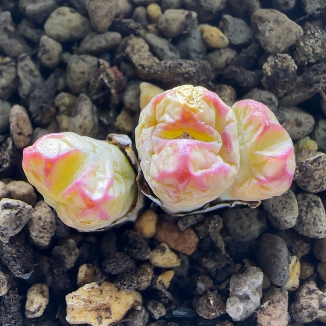 3-8-4-2当天满58包邮粗纹杂交脱土