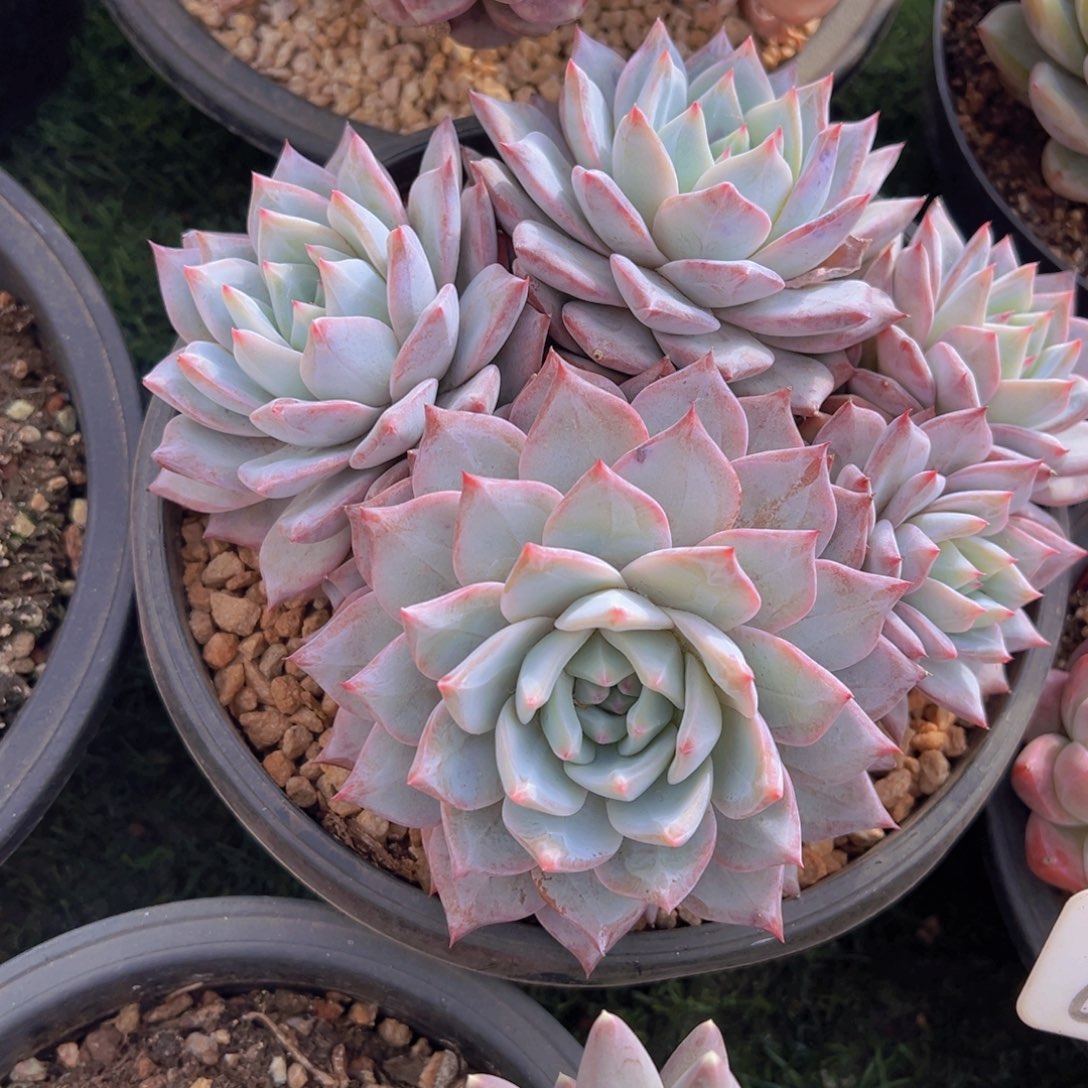 香玉的故事是一个人的故事