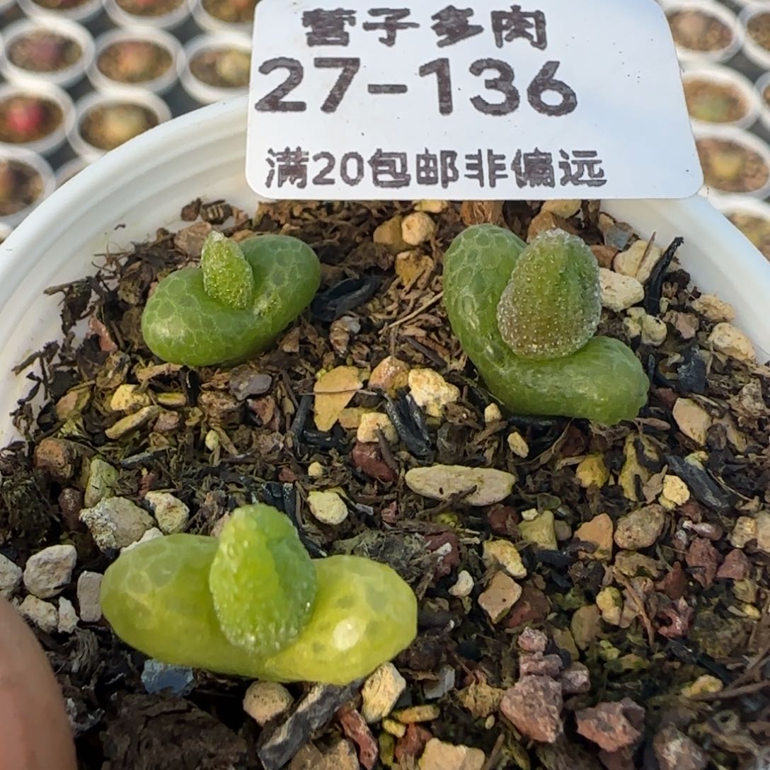 妖奇玉3颗带盆土发货。   