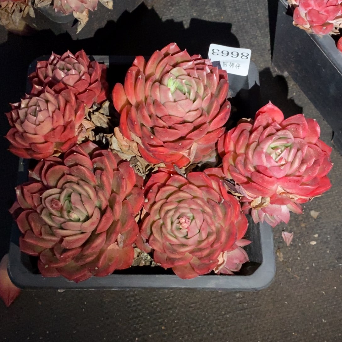  8663不包掉头特价处理