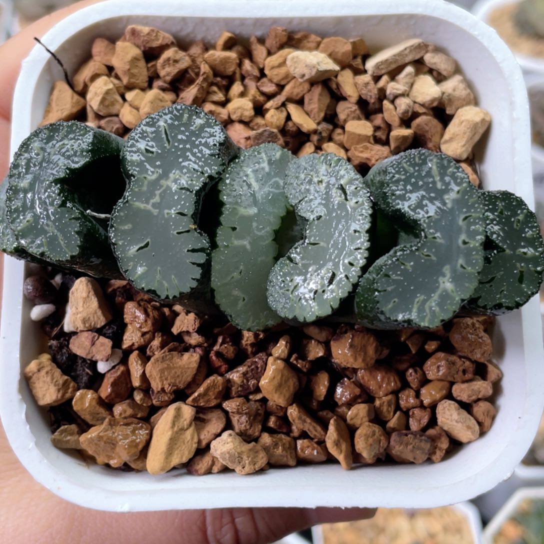 104歌魔玉扇  十二卷多肉