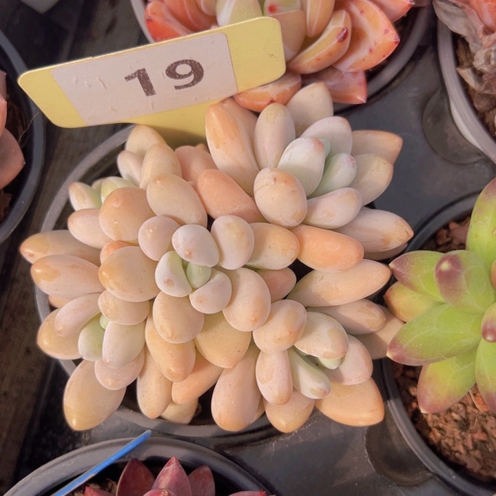 健健康康平平安安