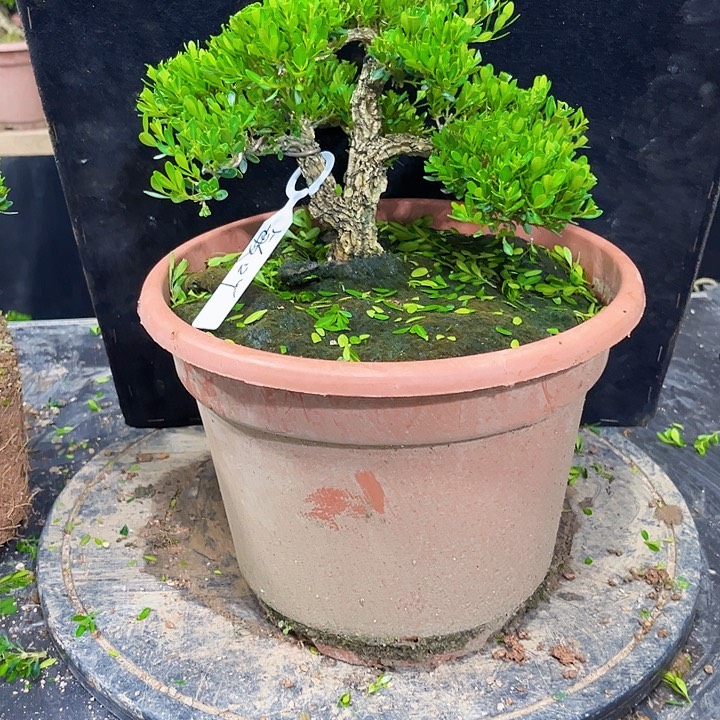 敏***吖无花朵黄杨四季常绿