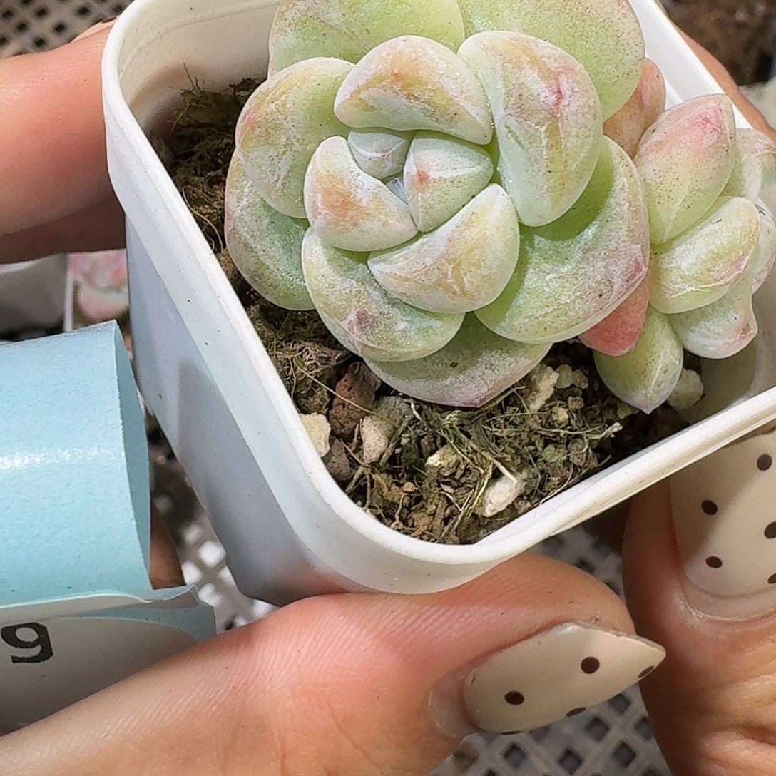 07 号到手1框～一物一拍