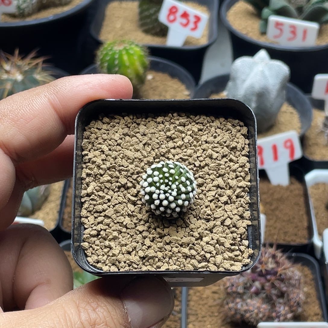 松针牡丹 带盆土包邮