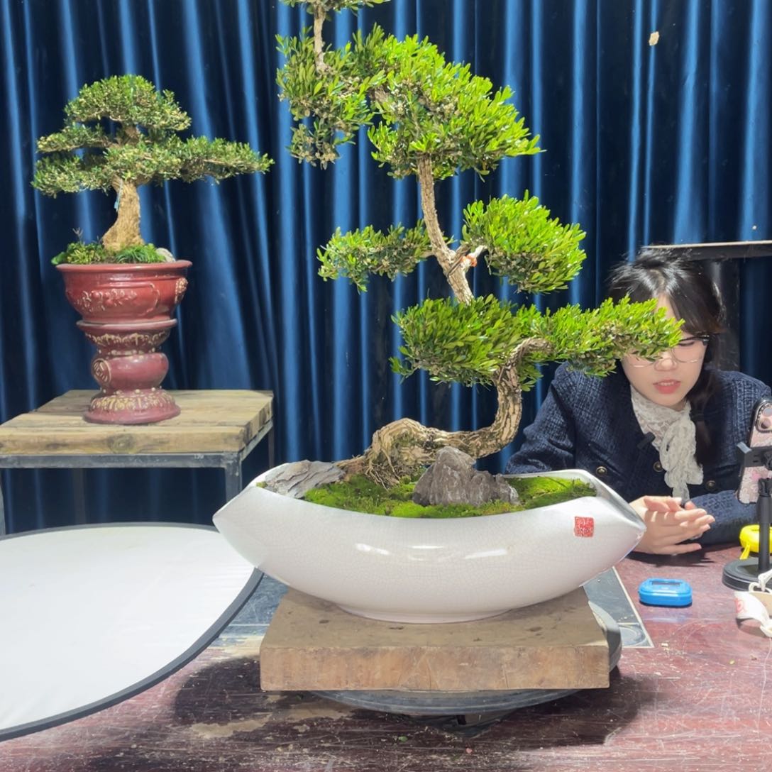 四季常青老桩黄杨盆景