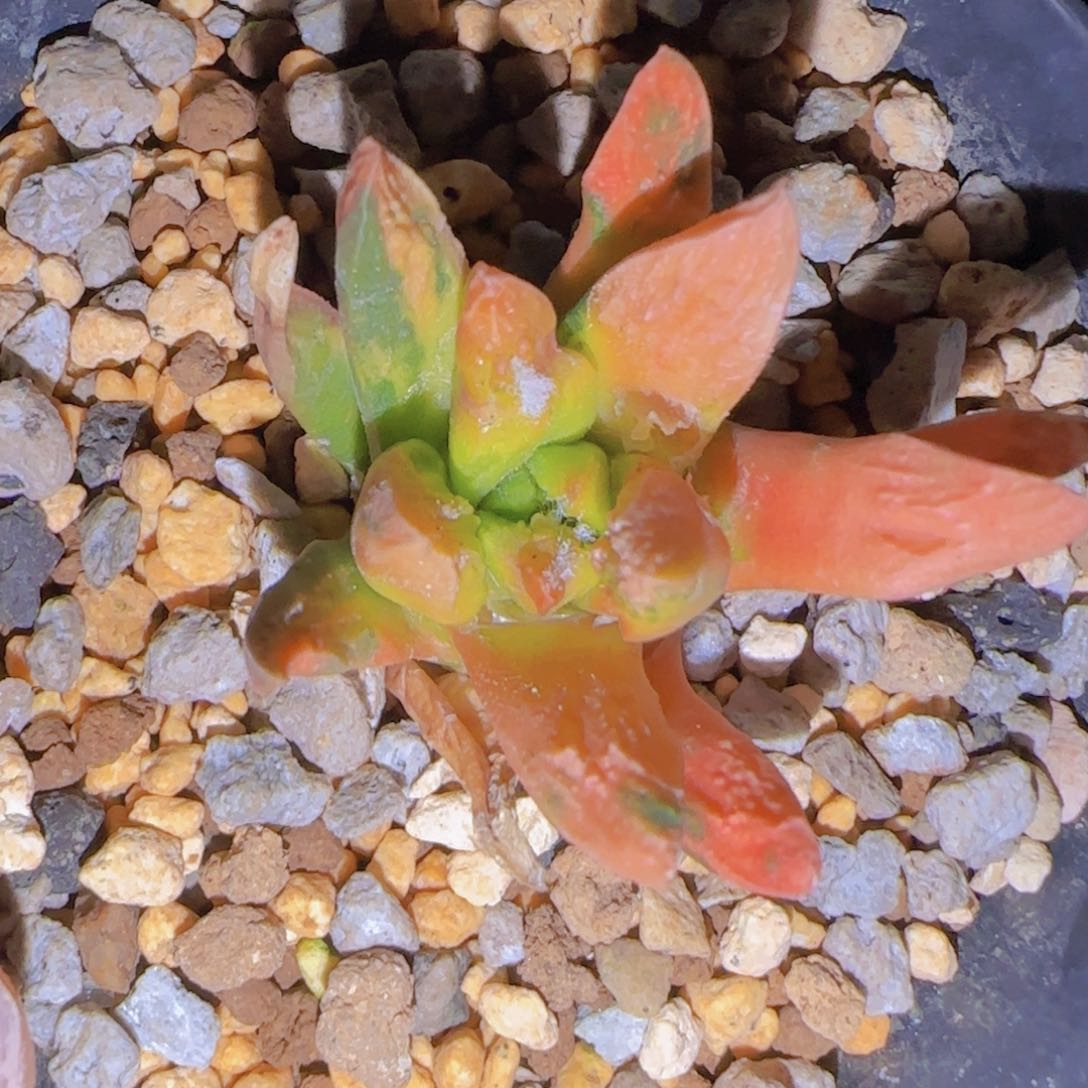 I***a块根粗壮植物块根