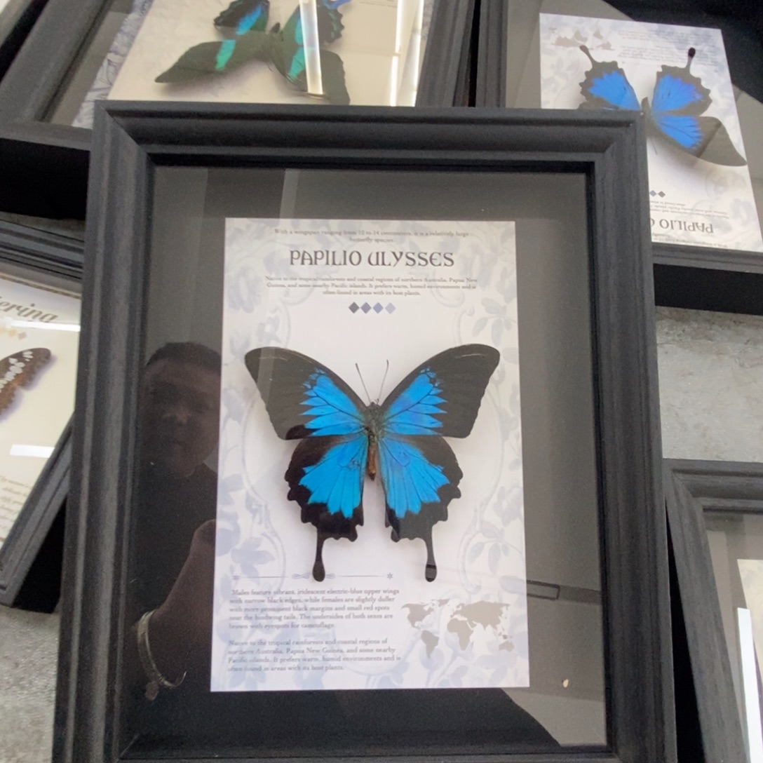 双层款铝合金11111111