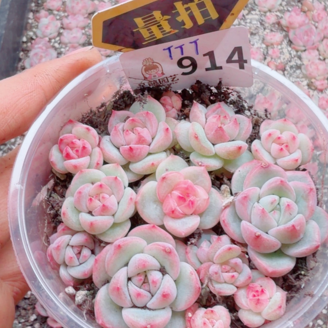 多肉植物多肉植物