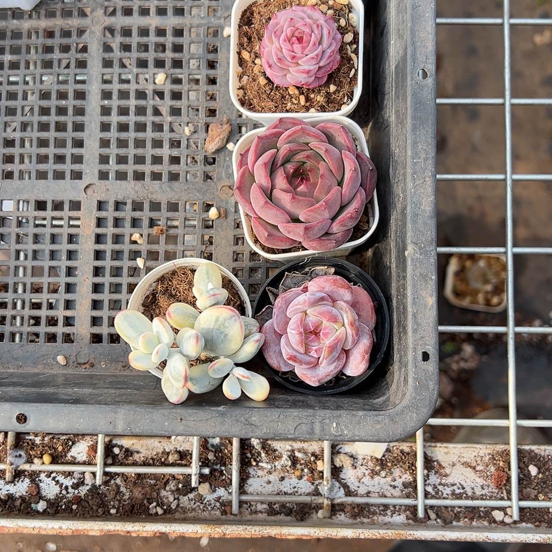 精品多肉十八包邮