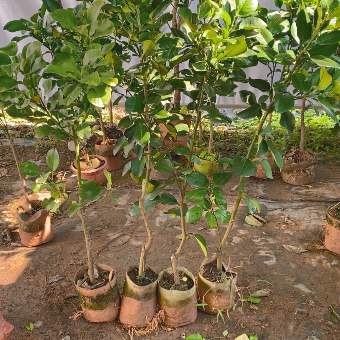 当前无花朵，栽培后可花朵同***杯