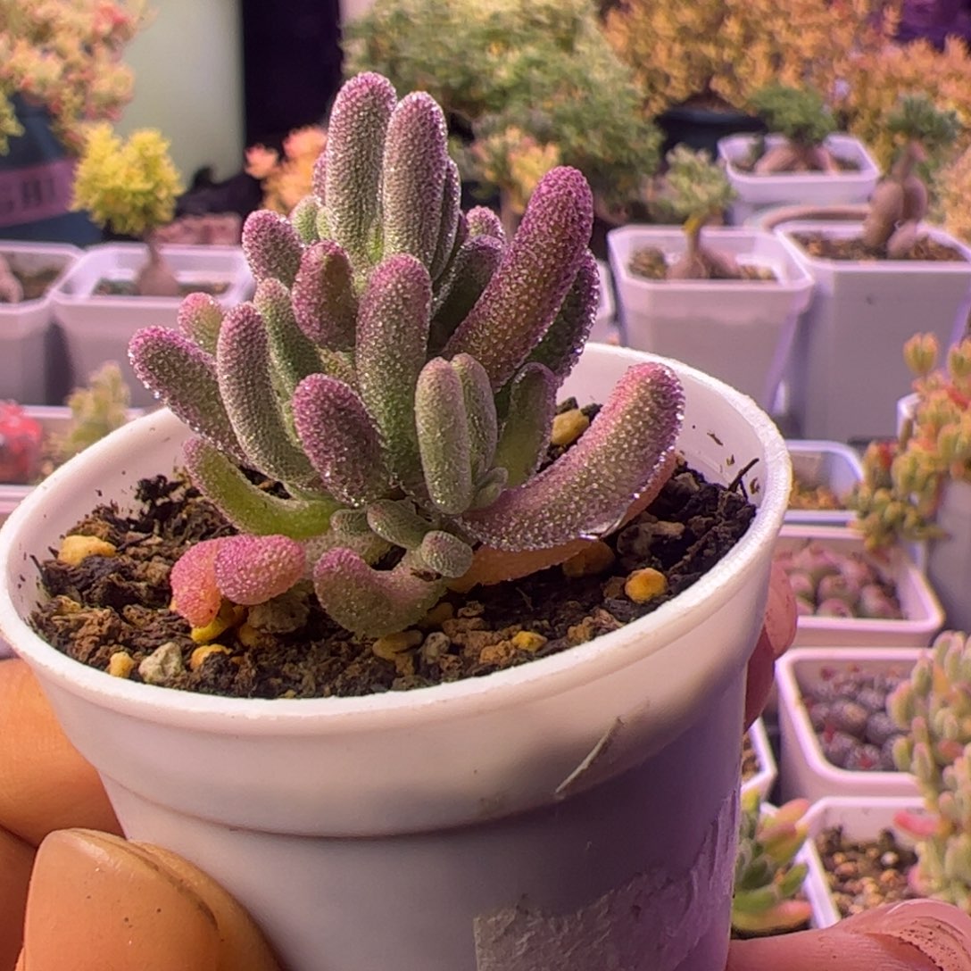 肥***.多肉植物枝干超紫