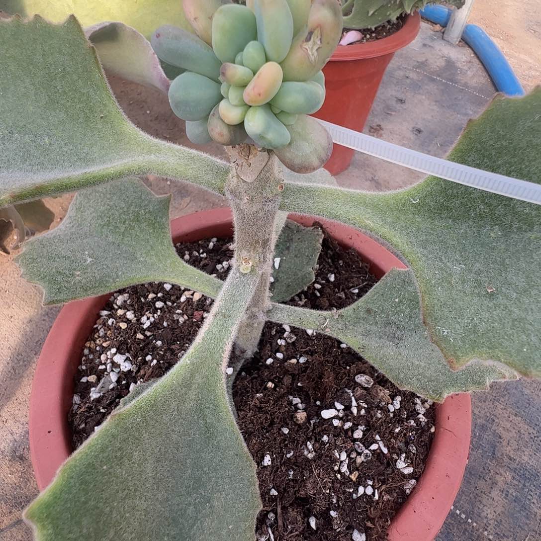 啊***愷多肉植物多肉植物