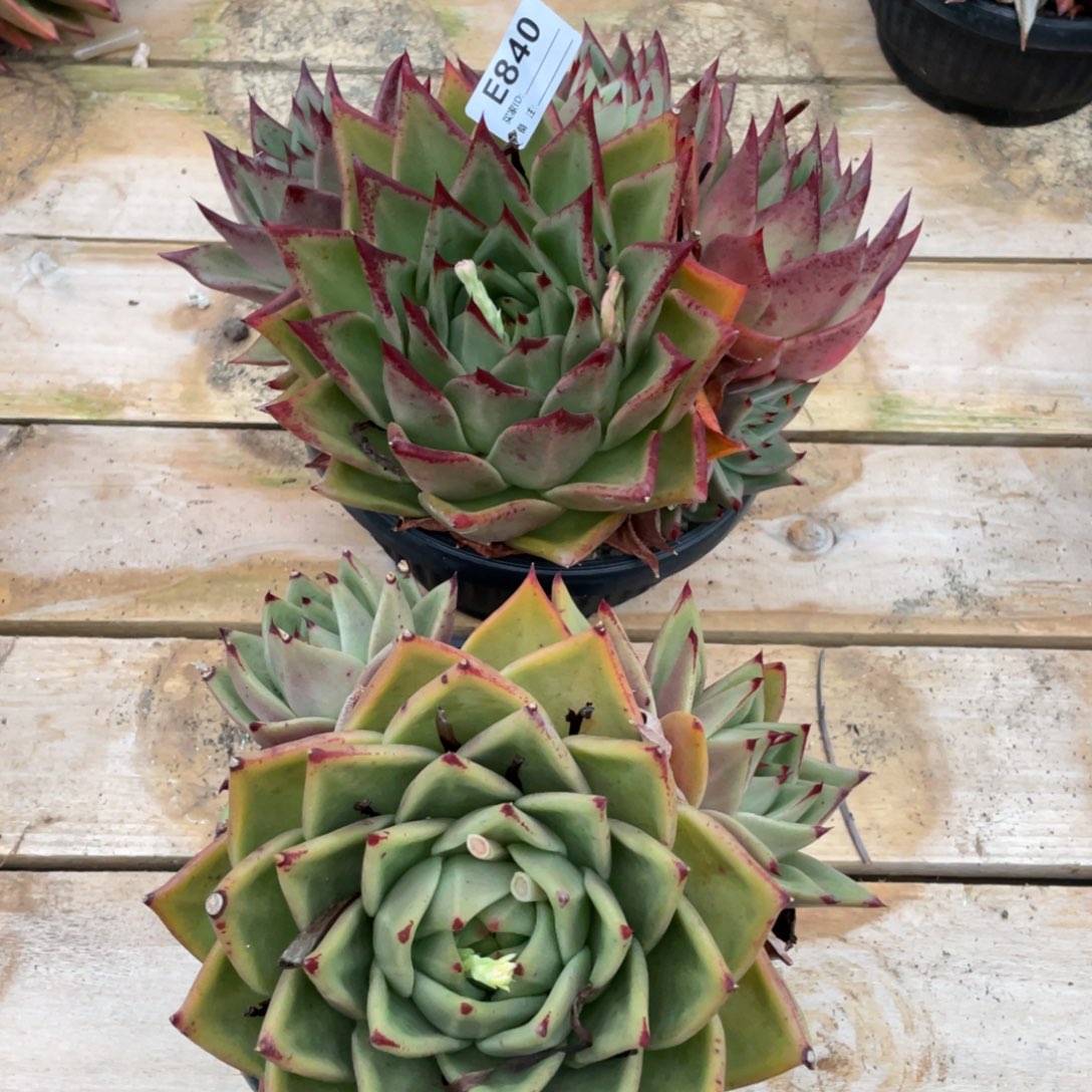 无花朵若如东云组拍E840