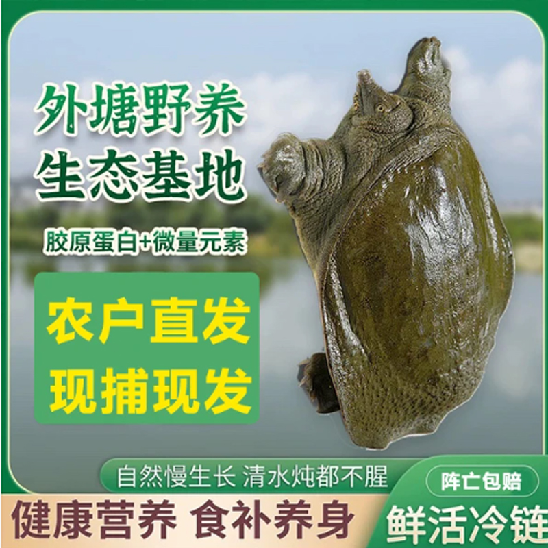 [曼姐]农户直发生态老甲鱼外塘散养冷链包邮发货到家青背白底水鱼