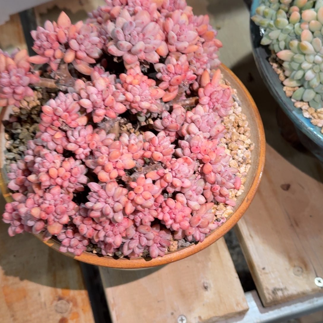 和***玉多肉植物链接的肉肉