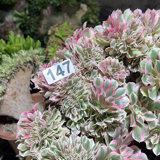 猫***儿多肉植物一个女巫147