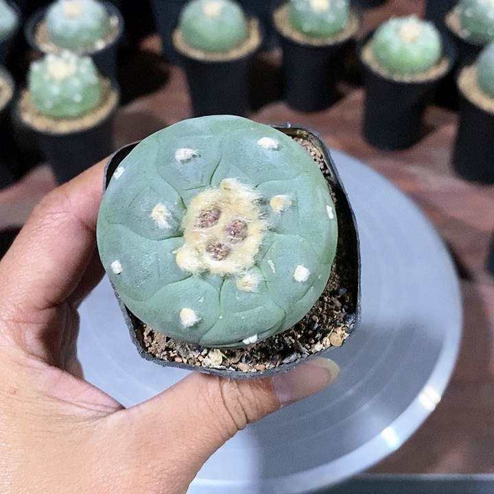 海鲜实生脱土发货