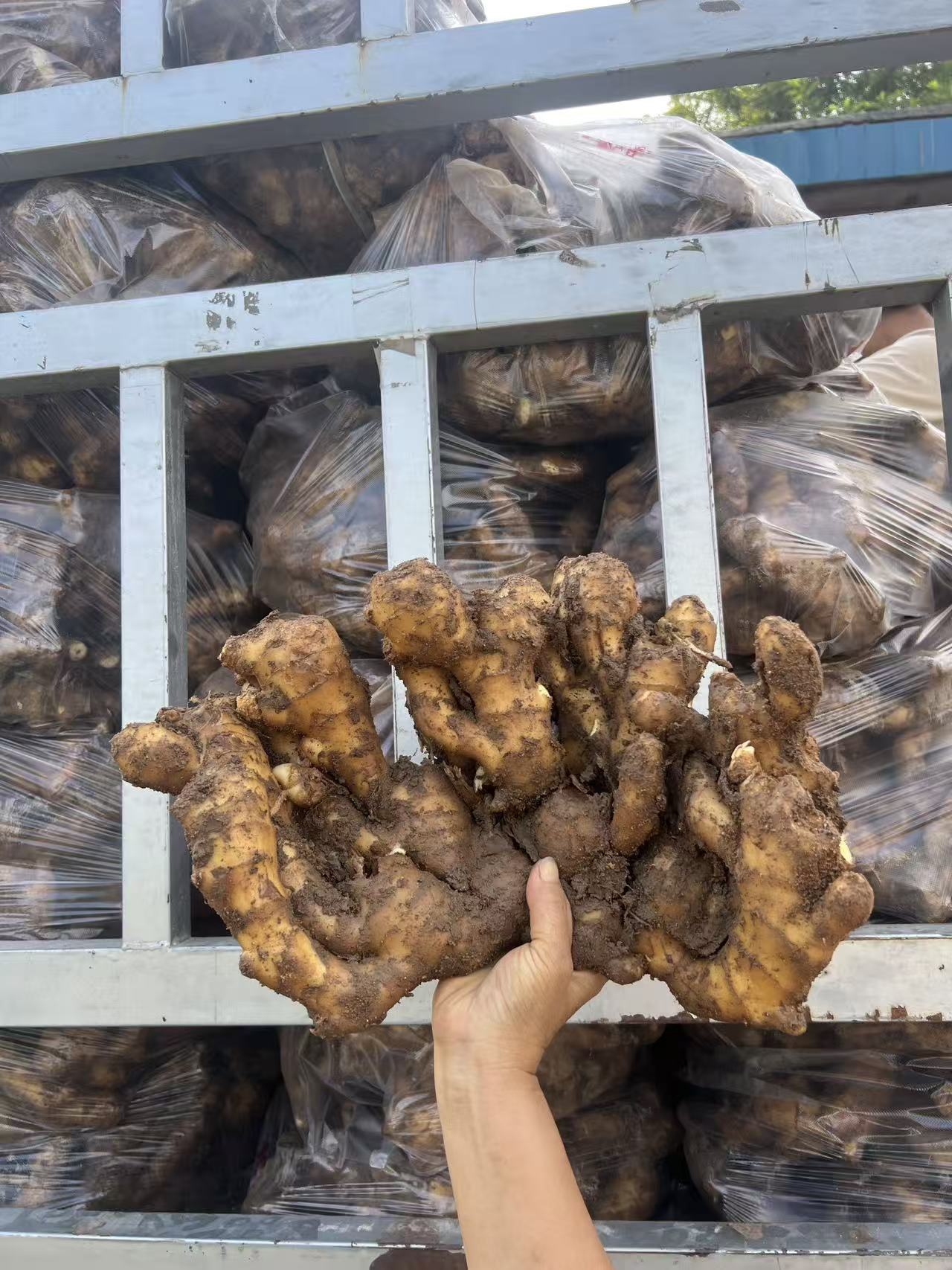 【泥姜】新姜带泥发货老姜大姜辛辣味足带泥老姜批发精品大姜