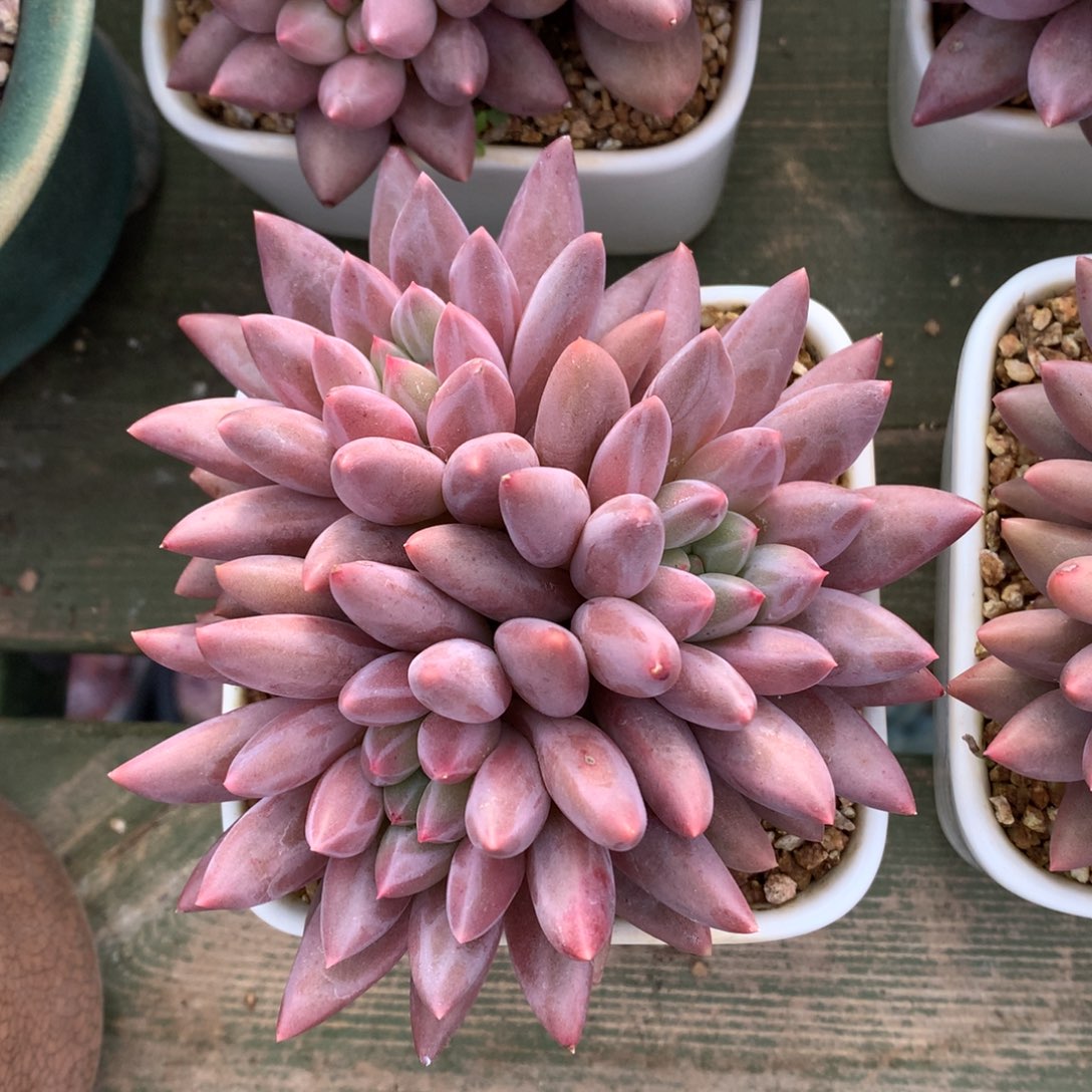 三头 红蜻蜓 一颗   