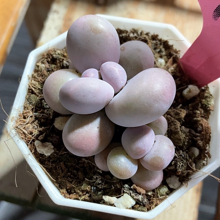 多肉植物奶酪375